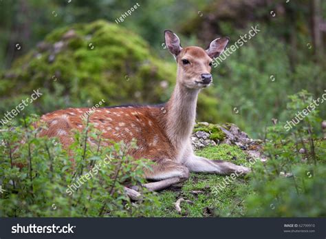 Sika Deer Doe Lat Cervus Nippon Stock Photo 62799910 Shutterstock
