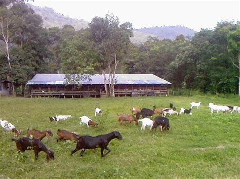 Kandang kambing portabel spesialis pembuat kandang kambing dan domba yg bisa dibongkar pasang (knock down) desain kandang kambing indukan breeding umbaran dan ukuran luasnya. JomTernakKambing.Com: PERSIAPAN & PERSEDIAAN AWAL