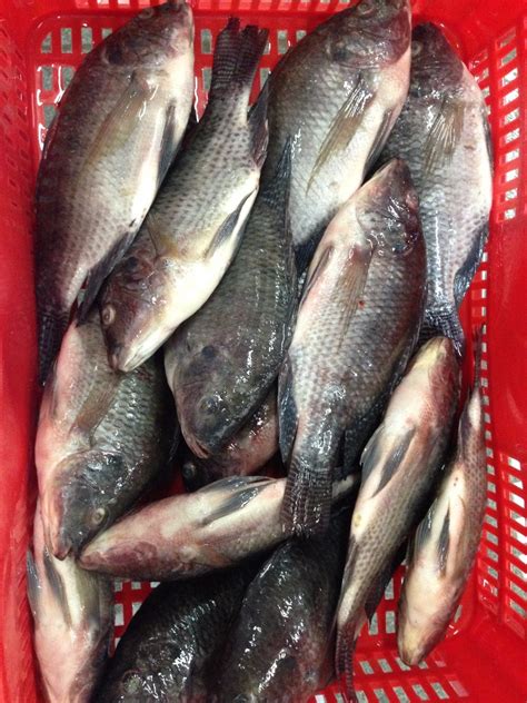Frozen Tilapia Whole Round Fresh Fishchina Price Supplier 21food