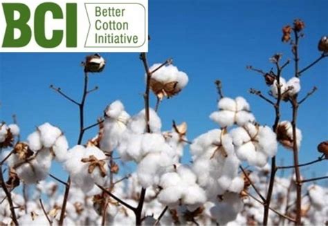 The better cotton initiative exists to help cotton farming communities thrive, while protecting and restoring the environment. Better Cotton initiative - reduce the amount of water ...