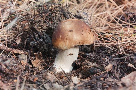 Beautiful Edible White Mushroom Stock Image Image Of Diet Lump
