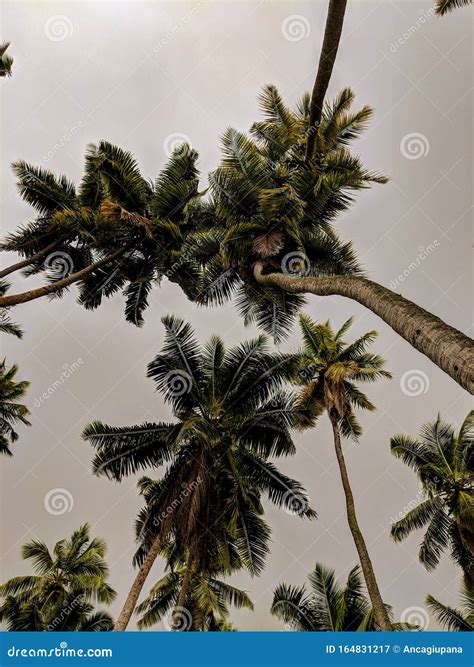 Group Of Palm Trees Before The Storm Stock Image Image Of Cloudy