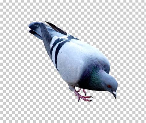 Domestic Pigeon Columbidae Png Clipart Beak Bird Clip Art