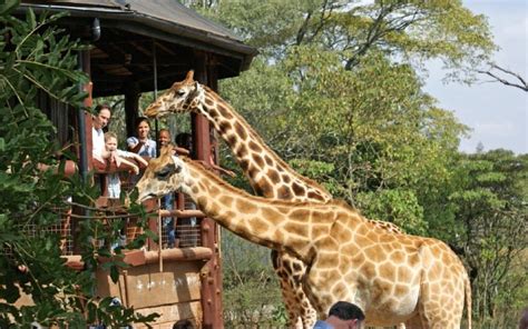 Giraffe Centre Nairobi Fortune Tide Tours And Travel