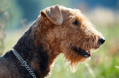 The Airedale Terrier King Of The Terriers Guide And Top Facts Animal