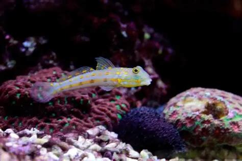 Diamond Goby Care Guide Quick Facts About Sand Sifting Goby