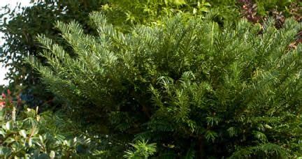 The yewtopia plum yew is the south's answer to english shrub yews! Yewtopia® Plum Yew - 2 Gallon - Yew Shrubs - Buy Plants ...