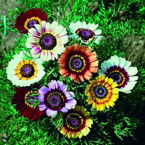 Ground Cover Chrysanthemum Seeds Chrysanthemum Flower Seeds 100pcs Pack