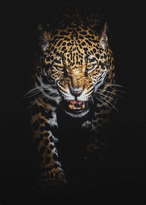 Black Leopard Iphone Wallpapers Top Free Black Leopard Iphone