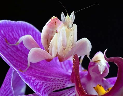 Orchid And Mantis Mante Religieuse Fleurs Incroyables Orchidée
