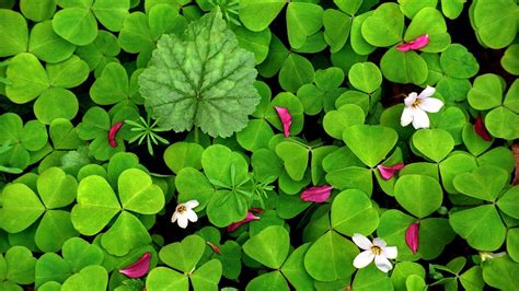 Four Leaf Clover Wallpapers Pictures