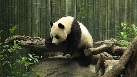 Images Pandas Bear Branches Animal 1920x1080