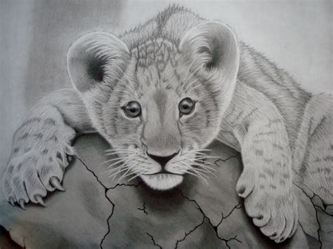 Lion Cub By Moskistudios On Deviantart