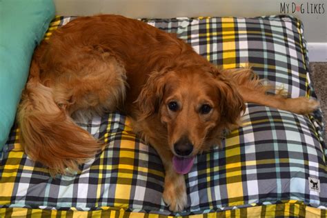 Write a review ask a question. Molly Mutt Duvet Dog Bed Review - Stylish & Eco-Friendly