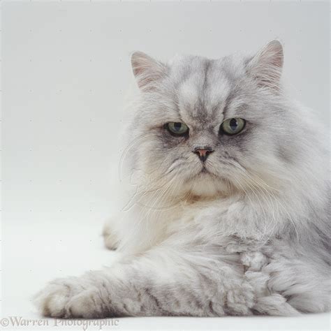 Silver Tabby Chinchilla Persian Biological Science
