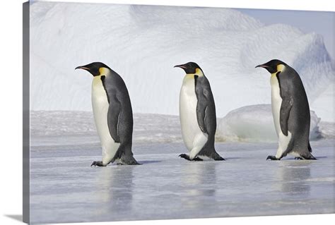 Emperor Penguins Snow Hill Island Weddel Sea Antarctic Peninsula