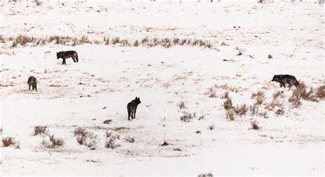 Wildlife Officials Confirm Third Wolf Depredation In Colorado Outdoor