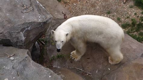 Tiergarten Sch Nbrunn Eis Bear Teil Youtube