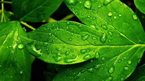 Greenery Wallpapers Top Free Greenery Backgrounds Wallpaperaccess