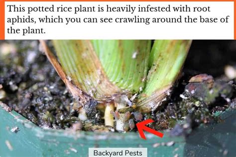 17 Ways To Tell Soil Mites From Root Aphids With Pictures Backyard