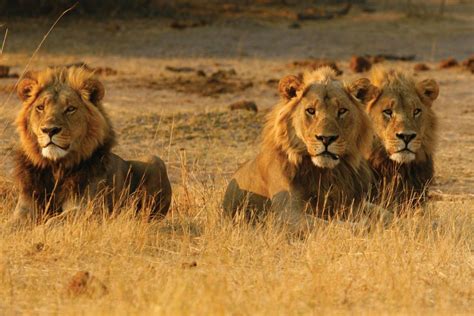Suspected Poacher Mauled And Eaten By The Lions He Was Hunting