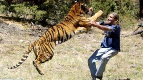 老虎吃人后为何一定要被杀掉 大自然 野性 好看视频