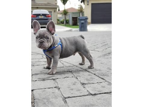 12 Weeks Old French Bulldog Puppy Available San Fernando Puppies For