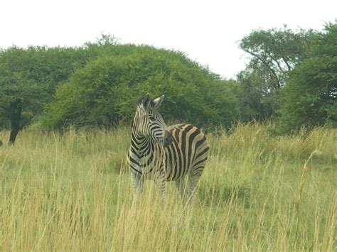 Zebra Familie Groepe Beskikbaar Wildlife South Africa Classifieds