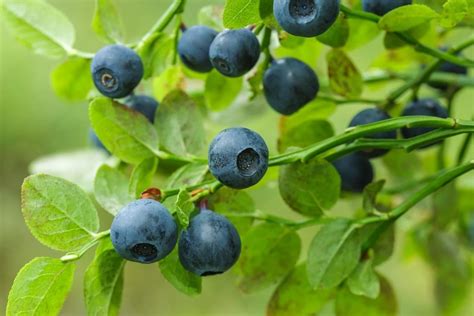 Zone 9 Blueberries Choosing Hot Weather Blueberry Plants