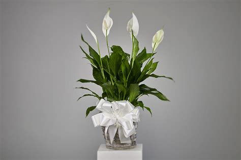 Peace Lily Plant Ramsgate Floral Designs