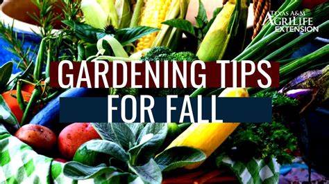 Gardening Tips For Fall Youtube