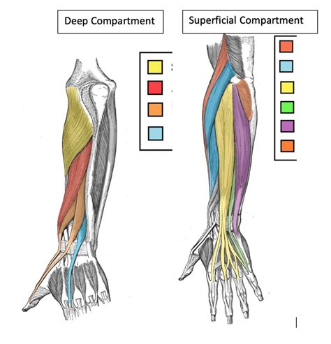 Posterior Compartment Of The Forearm Diagram Quizlet 59 Off