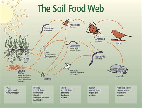 What Is The Soil Food Web