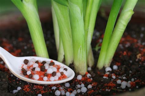 Why do we fertilize at all? Potassium Deficiency in Plants - Gardenerdy