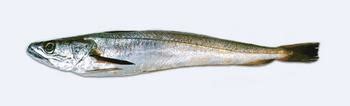 The european anchovy (gavros) is a small fish that offers the. Glossario pesci di mare