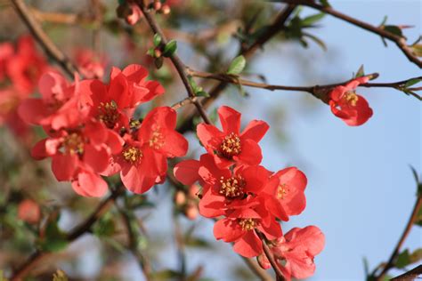 Flowering Tree Red Free Stock Photo Public Domain Pictures
