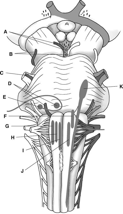 Cranial Nerves Coloring Page