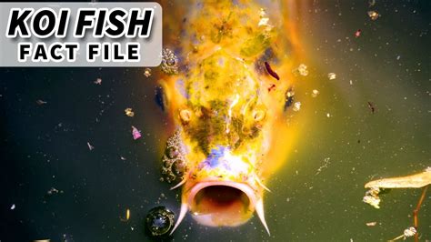 Koi Facts A Fish That Lives 200 Years Animal Fact Files Youtube