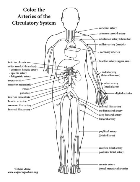 Blood Vessels Of The Circulatory System Advanced Coloring Nature