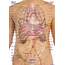 Human Body Parts  Anatomy System Diagram And
