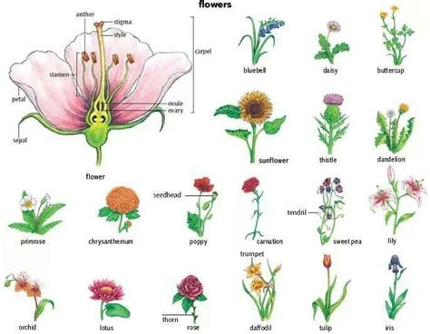 It is a perennial that is native to mexico. Flower Names - WeNeedFun