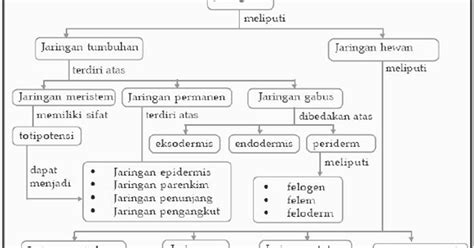 Sel hewan merupakan bentuk dari sel eukariotik yang membentuk jaringan tubuh dan kemudian membentuk organ. Peta konsep jaringan hewan dan tumbuhan | Pustaka Pandani