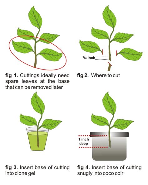 These cuttings are taken from sections of stems of this year's growth. 10 Steps to Supercharged Cuttings | How to reproduce ...