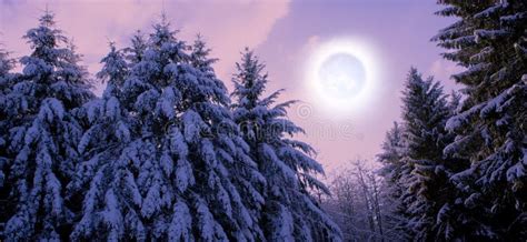 Winter Landscape With Snow Covered Fir Trees And Moonlight Stock Photo