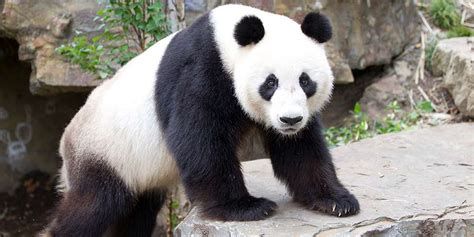Fourth National Giant Panda Survey Results Zoos Sa