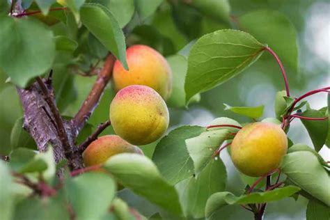 Growing Apricot Trees At Home How To Grow And Care For Apricot Trees