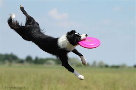 Pin On Boarder Collies
