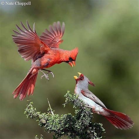 Male And Female Cardinals Birds Beautiful Birds Northern Cardinal