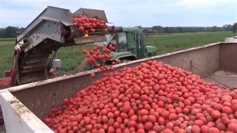 Tomato Harvesting Youtube