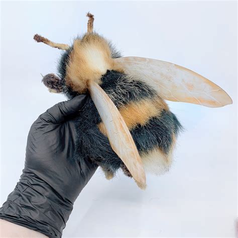 Giant Bumblebee Realistic Soft Toy Soft Sculpture Insect Toy Etsy